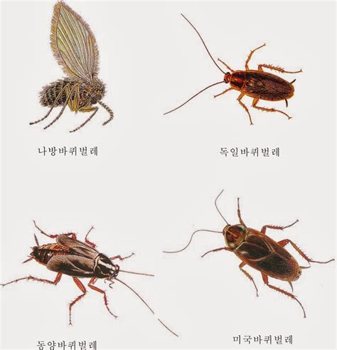 한국 바퀴벌레 종류